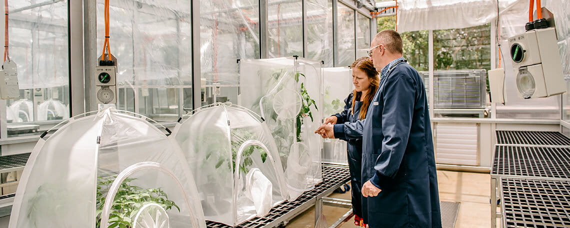 Two scientists examining plants in a controlled greenhouse environment.
